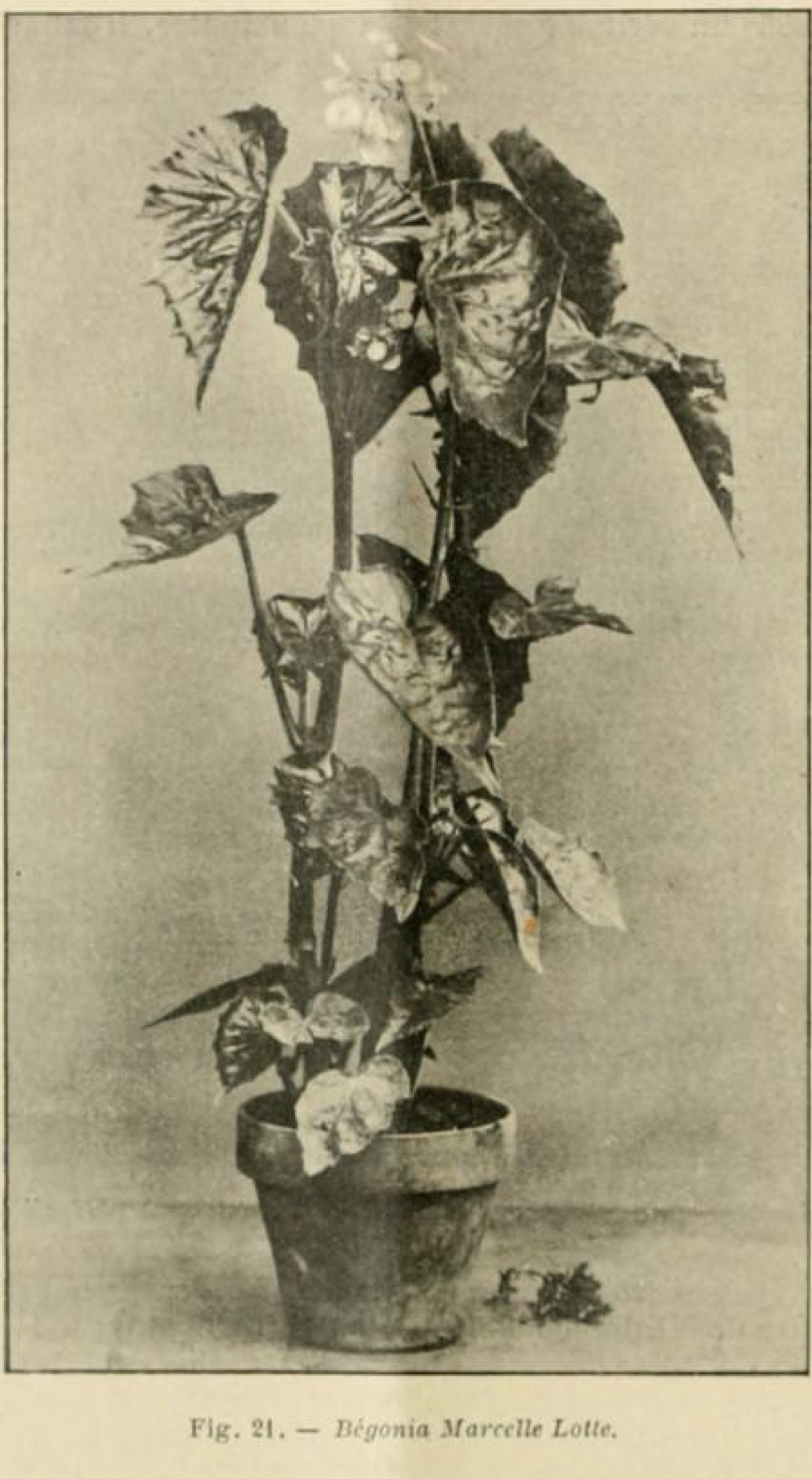 B. ‘Marcelle Lotte’